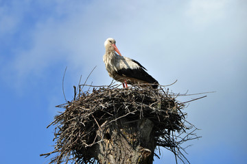 Stork on the nest.