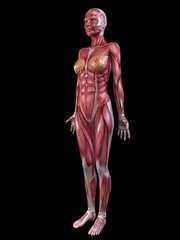 weibliche Anatomie - Muskelsystem
