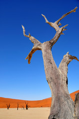 Death Vlei