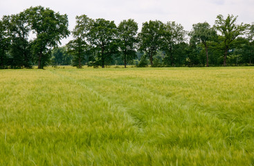 Obraz premium Gerstenfelder