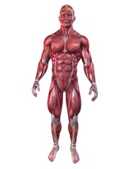 Bodybuilder - Anatomie