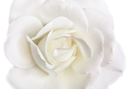 White rose, isolated