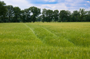 Obraz premium Gerstenfelder