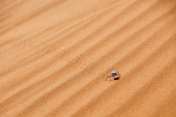 Beetle in the Sand