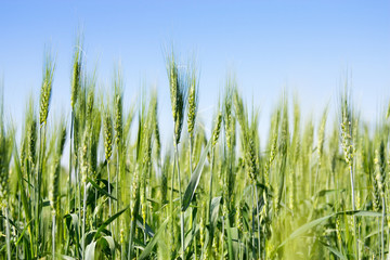 green field and blue sky
