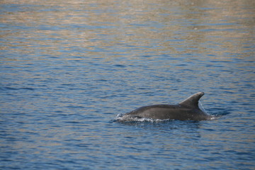 delfin © Morenovel