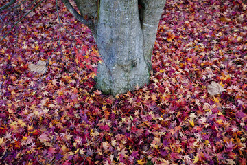 autumn leaves