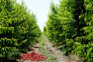 Şeftali Bahçesi © bakicirkin