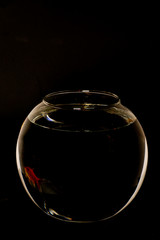 aquarium rond et poisson rouge sur fond noir