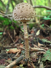 Obraz premium mushroom