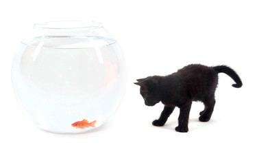 chaton noir et poisson rouge
