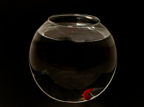 poisson rouge sur fond noir