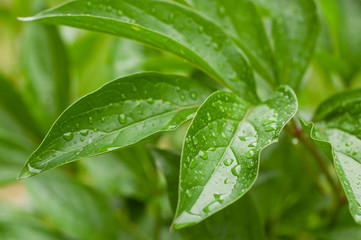 Green leaves with water drops.