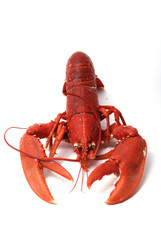 Homard breton