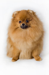 Obraz premium Spitz-dogs5