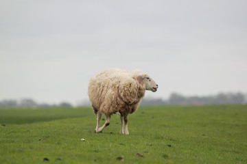 Fototapeta premium white sheep