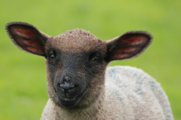 brown lamb