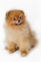 Obraz premium Spitz-dogs11