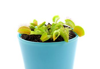 Blue pot with Dionaea, flytrap over white background
