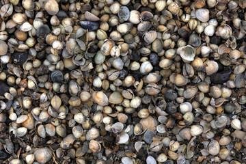 seashells