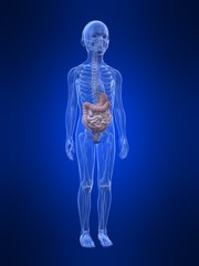 Kind - Verdauungssystem