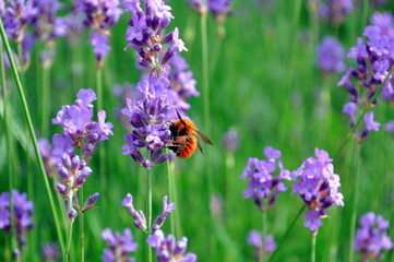 lavanda