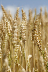 Fototapeta premium weizenfeld