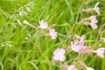 Silene dioica (Melandrium rubrum; Red Campion)