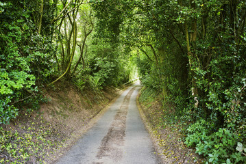 country lane