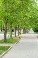 A long alley in the park