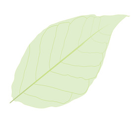 Obraz premium Green simple leave isolated on white