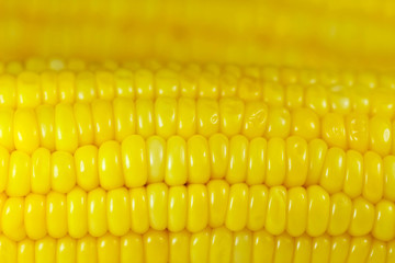 Sweet corn background