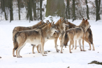 Fototapeta na wymiar canis lupus wolfsrudel