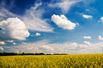 Golden rapeseed field and white clouds.