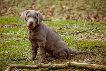 Posing silver lab puppy