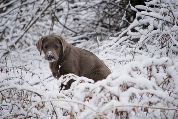 Silver snow puppy