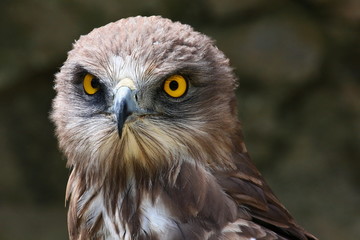 schlangenadler