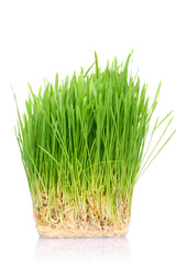 Grass in soil