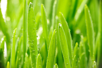 Water drops on grass