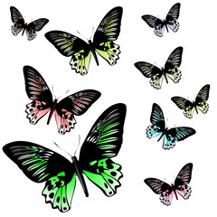 Fototapeta na wymiar Colored butterflies on a white background