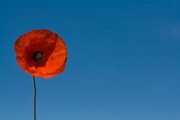 Fototapeta premium Poppy on Blue