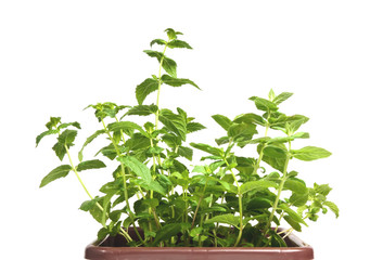 Fresh mint herb in a pot on the white background
