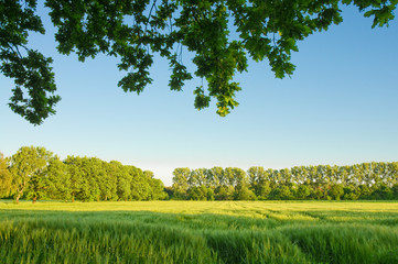 Sommerlandschaft, Getreidefeld