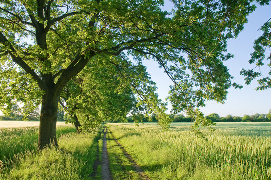 Feldweg, Getreidefelder, B&auml;ume