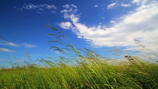 Gras im Wind, slow motion 200f/ps