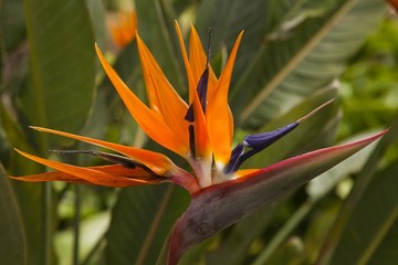Fototapeta na wymiar Kwiat w ogrodzie botanicznym w Palermo