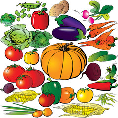 Collection of different vegetables on a white background.