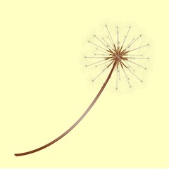 diente de león 2 © Tangaxoan