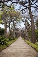 Typical trees from Peru, botanical garden, Sicily, Palermo