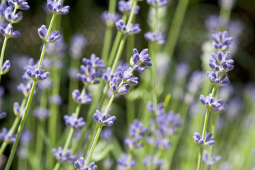 Lavender Flowers in Bloom